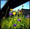 dumbo flowers/by Mike Kamber